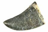 Serrated Megalosaurid Dinosaur (Afrovenator) Tooth - Niger #284069-1